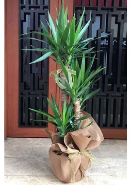 3'LÜ YUCCA SAKSI BİTKİSİ