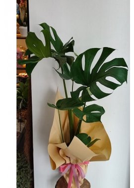 DEVE TABANI SAKSI BİTKİSİ MONSTERA DELİCİOSA