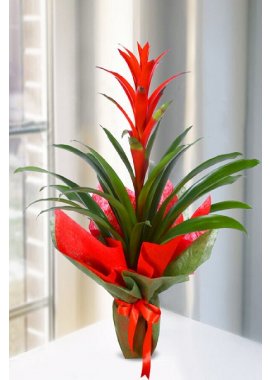 GUZMANIA KIRMIZI ÇİÇEKLİ SAKSI BİTKİSİ