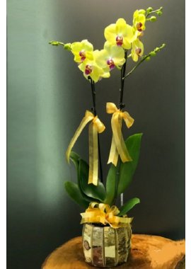 SARI ORKİDE YELLOW ORCHID